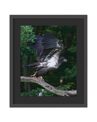 American Bald Eagle Wings Up – Framed Print