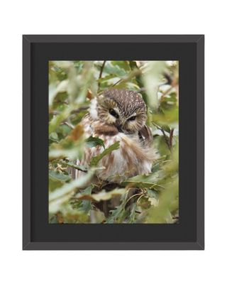 Northern Saw-whet Owl Framed Print
