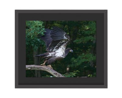 American Bald Eagle Juvenile Wings Up Framed Print