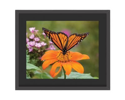 Monarch Butterfly Close up Framed Print