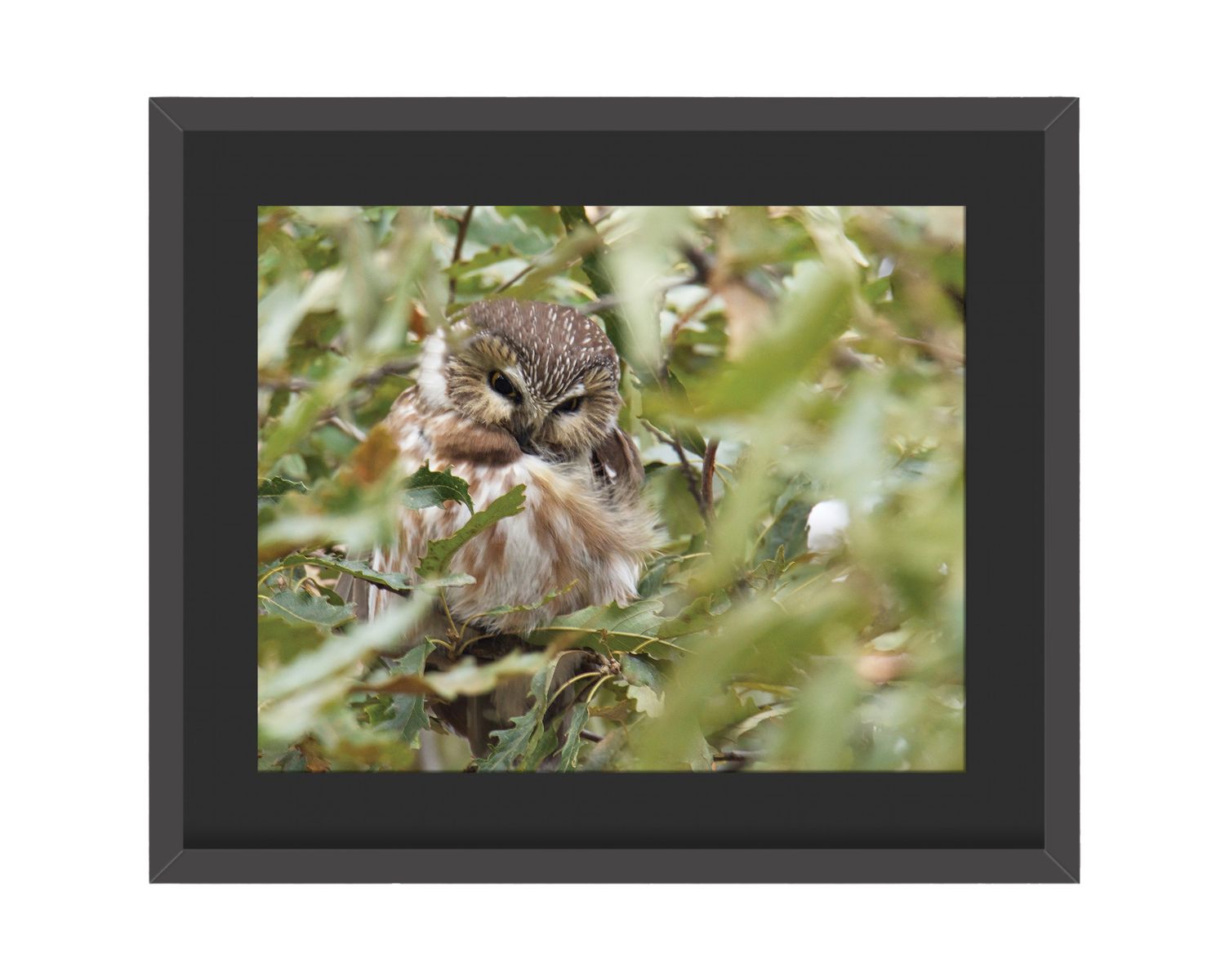 Northern Saw-whet Owl Framed Print