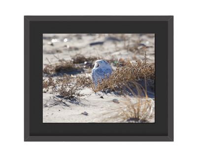 Snowy Owl Framed Print