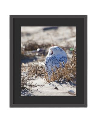 Snowy Owl Framed Print