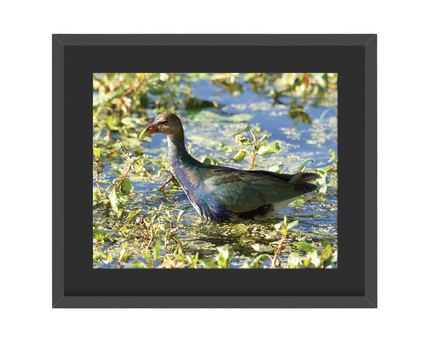 Purple Gallinule Framed Print