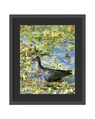 Purple Gallinule Framed Print
