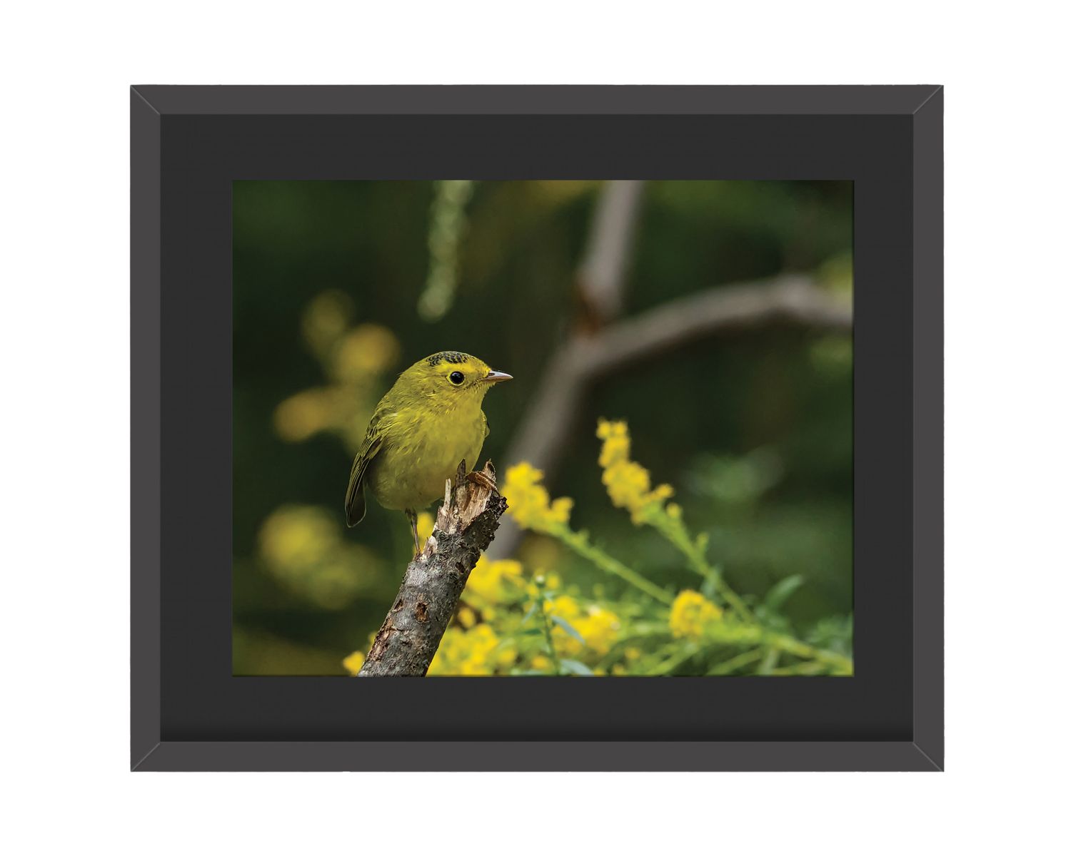 Wilson Warbler Framed Print