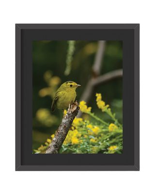 Wilson Warbler Framed Print