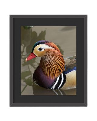 Mandarin Duck Framed Print