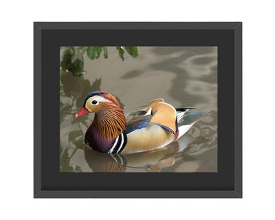 Mandarin Duck Framed Print