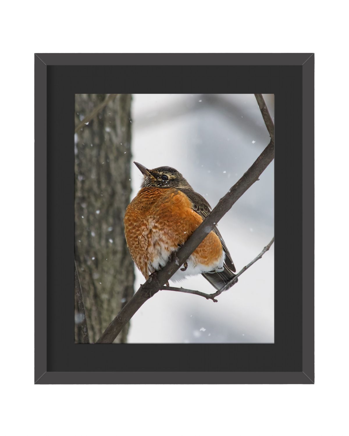American Robin Framed Print
