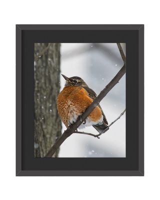 American Robin Framed Print