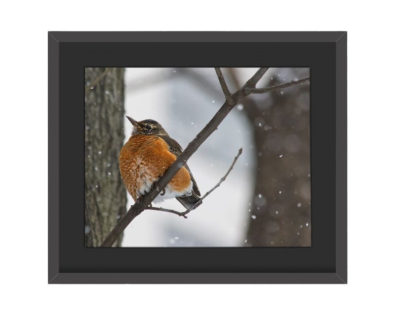 American Robin Framed Print