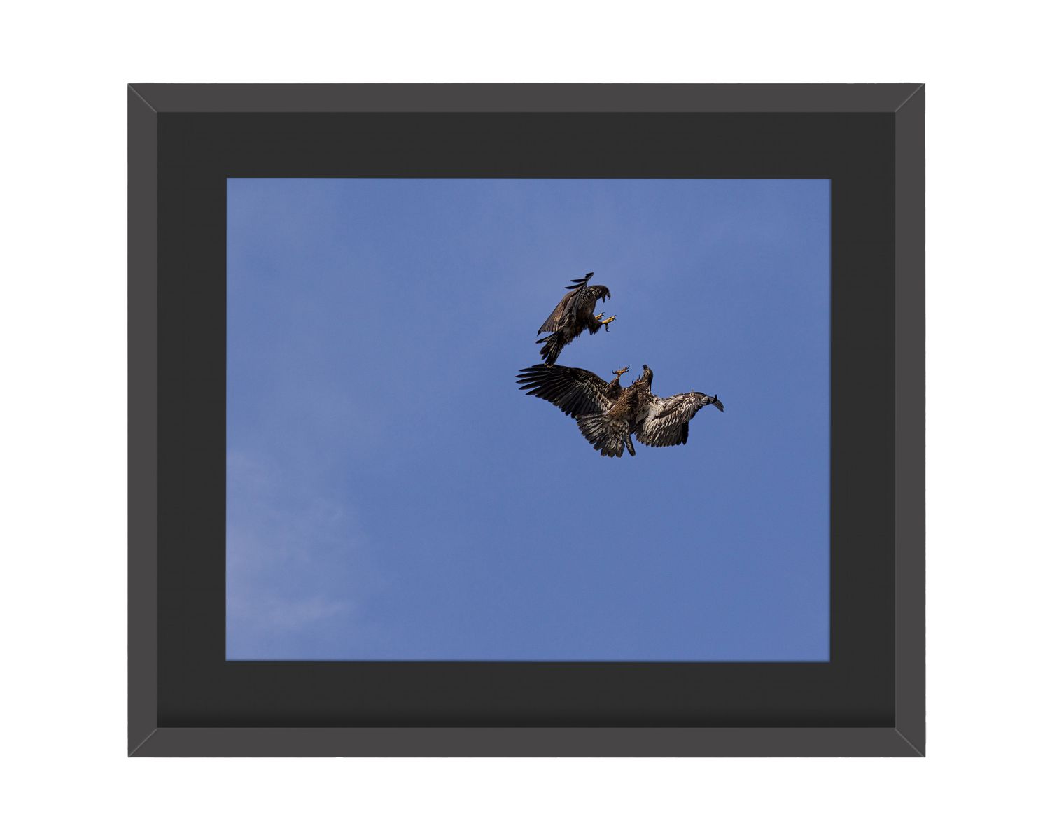 American Bald Eagles Juvenile Flying  Framed Print