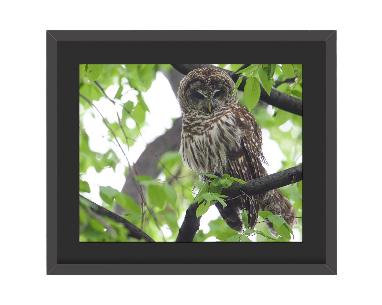 Barred Owl Framed Print