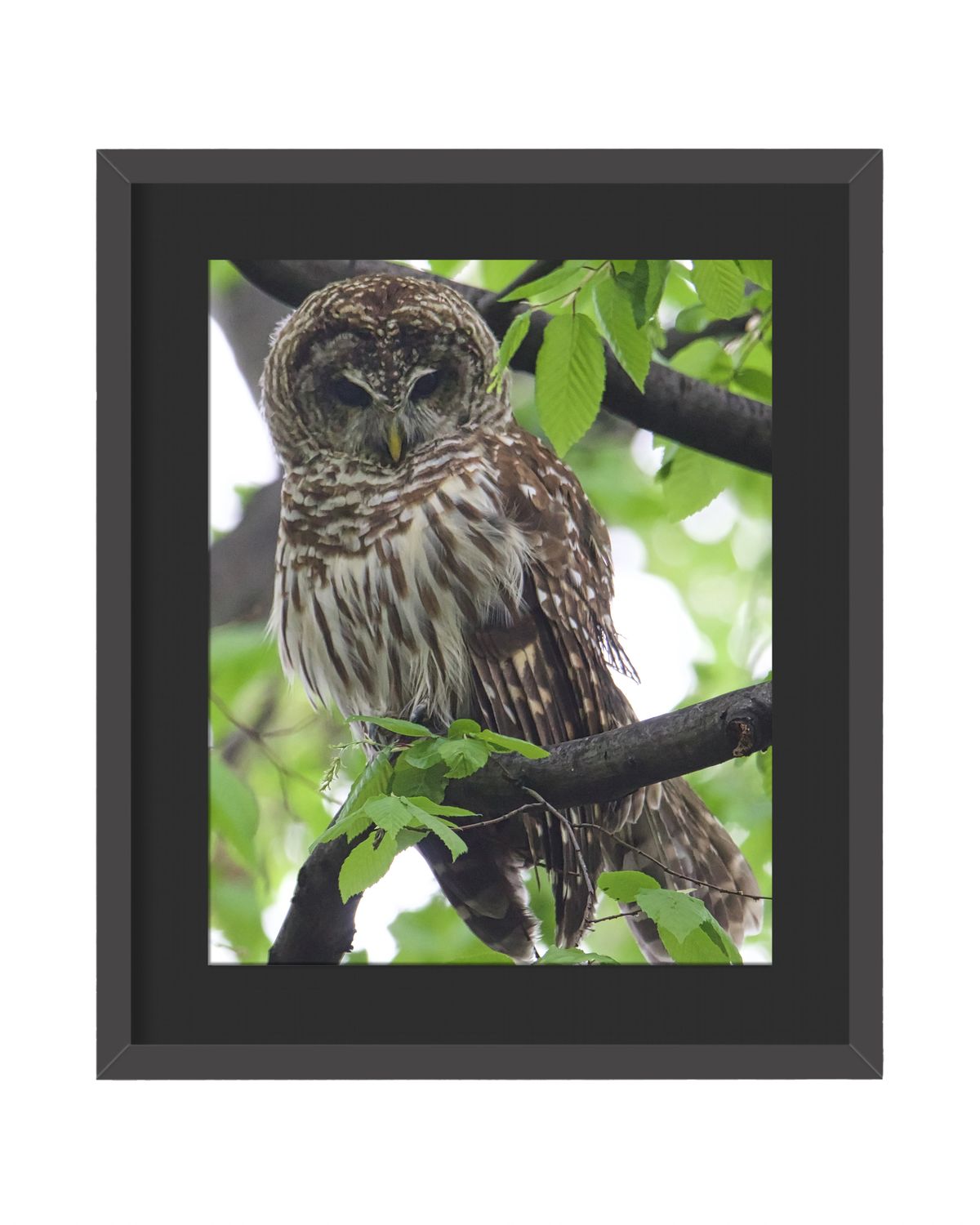 Barred Owl Framed Print
