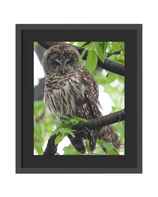 Barred Owl Framed Print