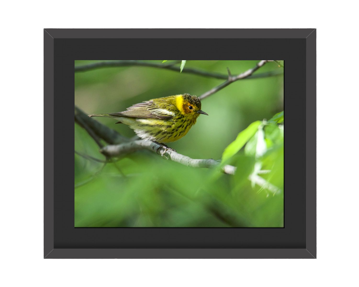 Cape May Warbler Framed Print