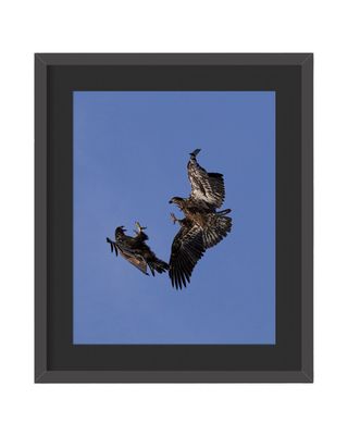 American Bald Eagles Juvenile Flying Framed Print