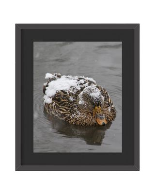 Mallard Duck Winter Framed Print
