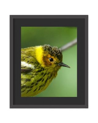 Cape May Warbler Framed Print