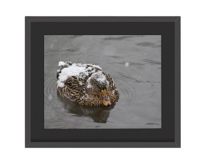 Mallard Duck Winter Framed Print