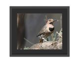 Northern Flicker  Framed Print