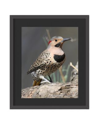 Northern Flicker Framed Print
