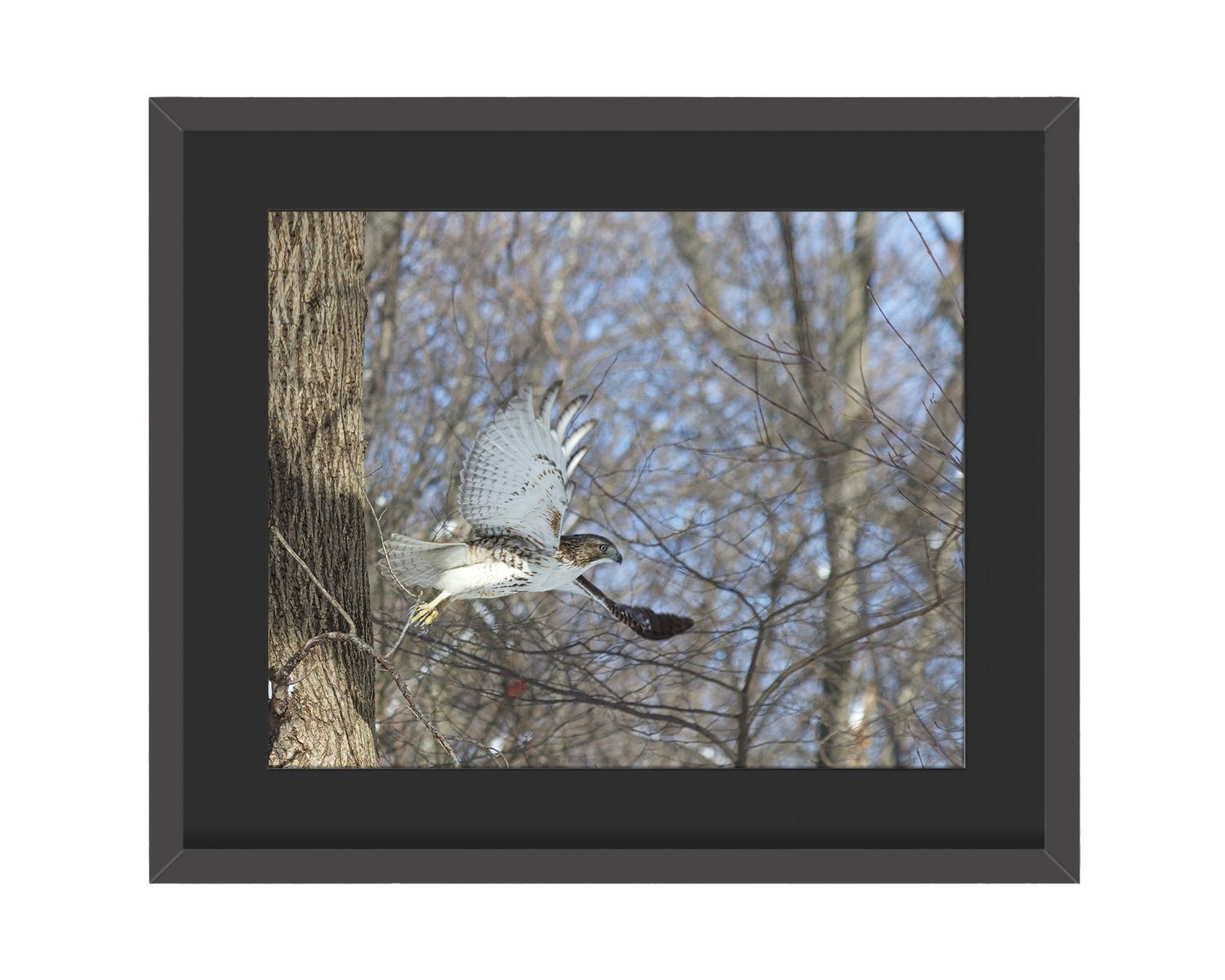 Red-Tail Hawk Flying Framed Print