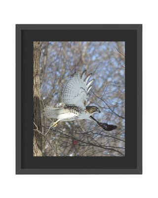 Red-Tail Hawk Flying Framed Print