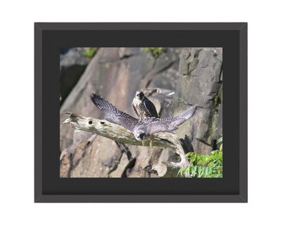 Peregrine Falcons  Framed Print