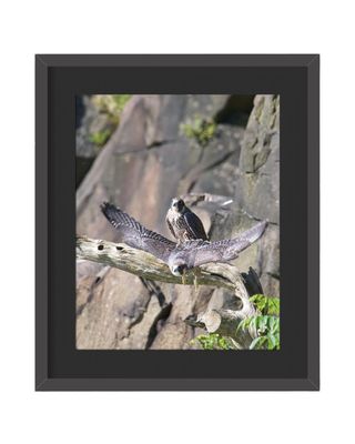 Peregrine Falcons Framed Print