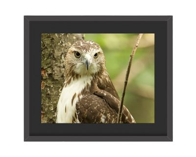 Red-tailed Hawk  Stare Framed Print