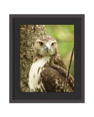 Red-tailed Hawk  Stare Framed Print