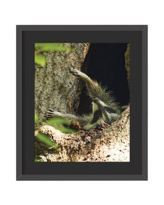 Raccoon Stretch  Framed Print