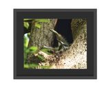 Raccoon Stretch  Framed Print