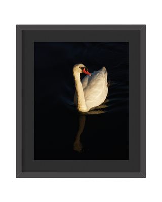 Mute Swan Golden Framed Print