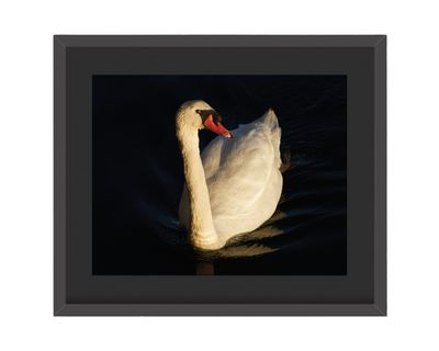 Mute Swan Golden Framed Print