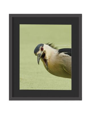 Black-crowned Night Heron Framed Print