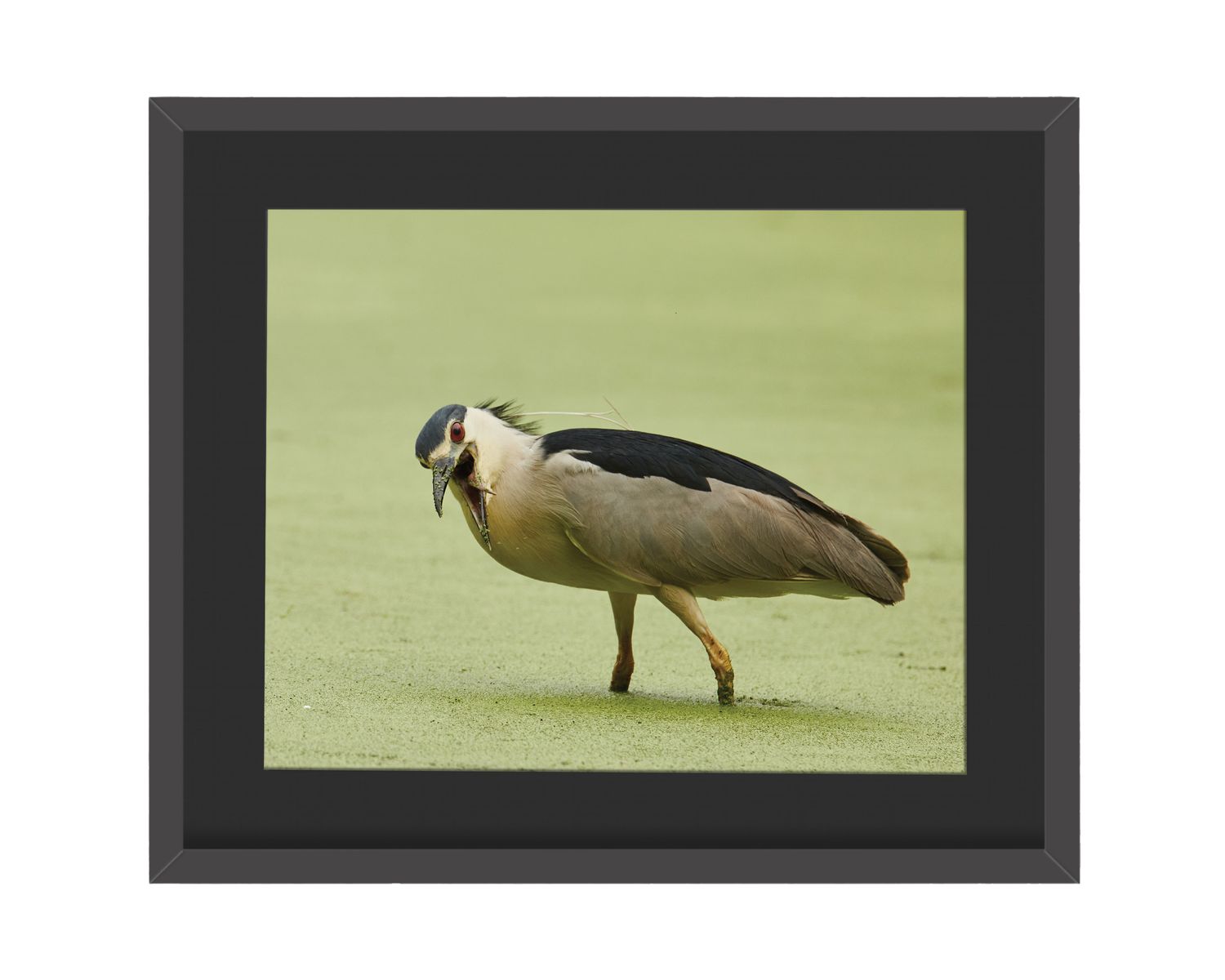 Black-crowned Night Heron Framed Print