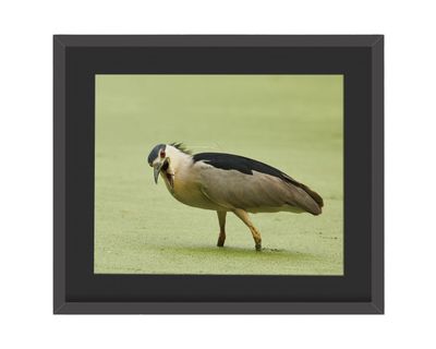 Black-crowned Night Heron Framed Print