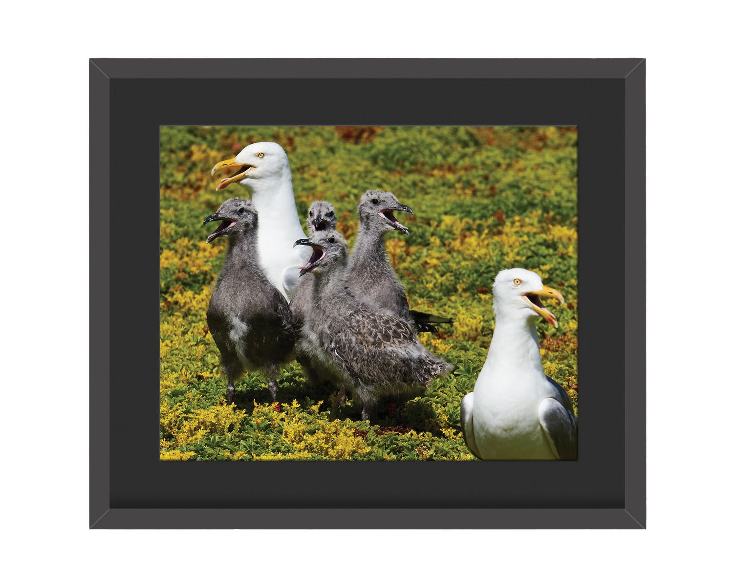 Herring Gull Family Framed Print