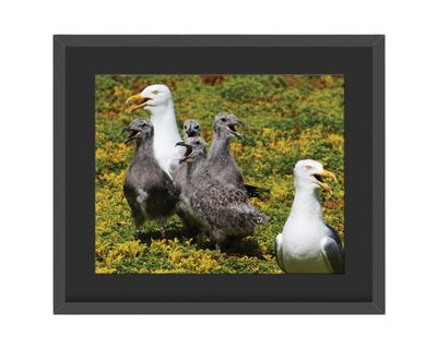 Herring Gull Family Framed Print