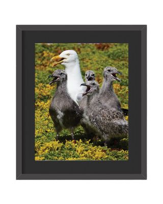Herring Gull Family Framed Print