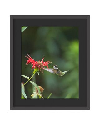 Ruby-throated Hummingbird Flying Framed Print