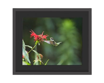 Ruby-throated Hummingbird Flying Framed Print