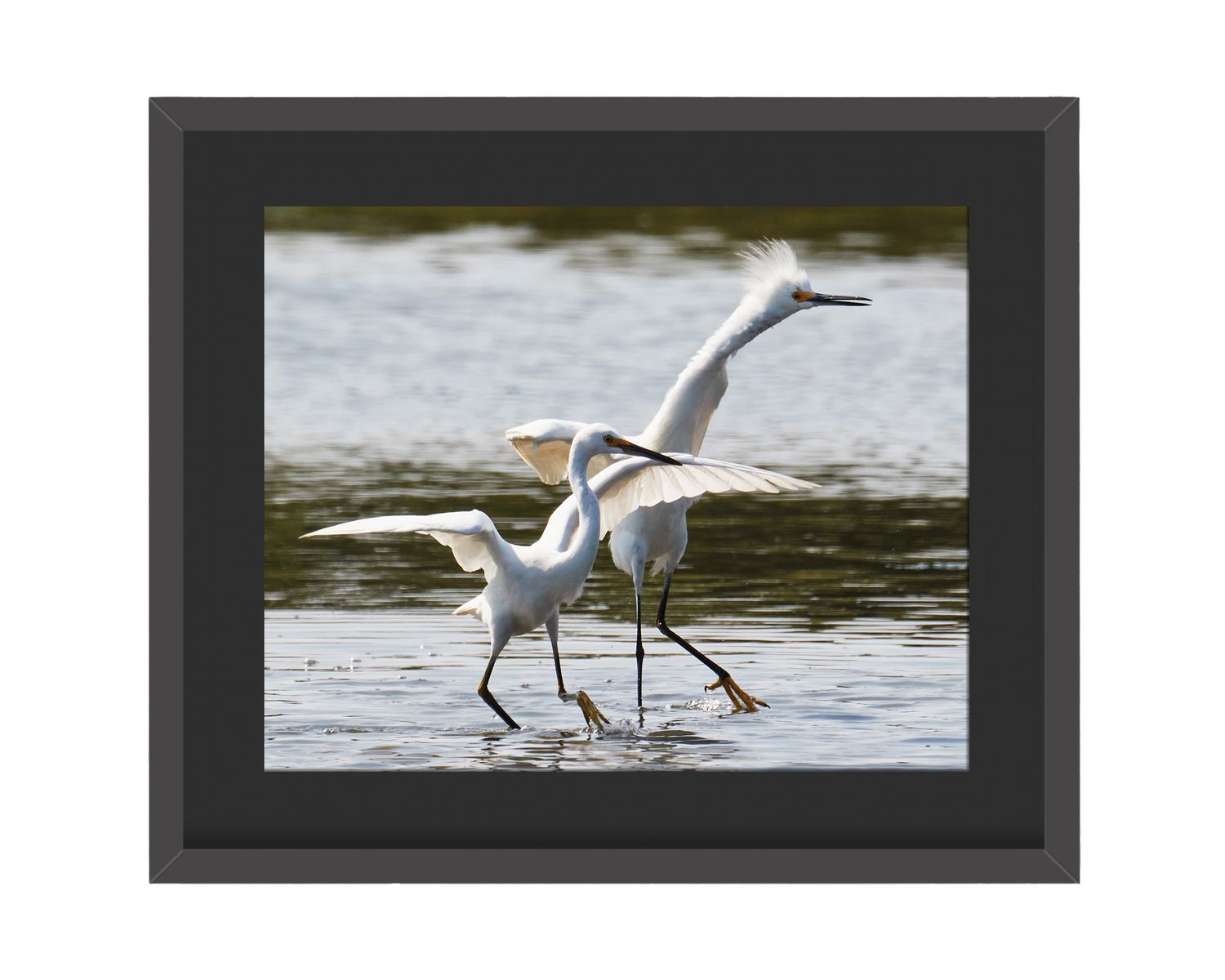 Snowy Egrets Framed Print