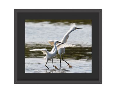 Snowy Egrets Framed Print
