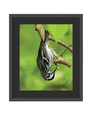 Black and White Warbler Framed Print