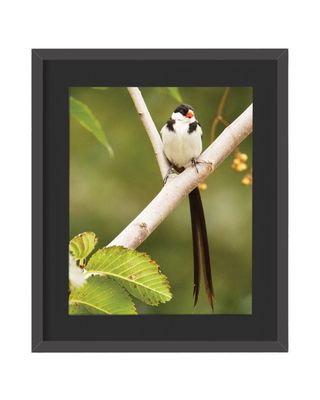 Pin-tailed Whydah Framed Print