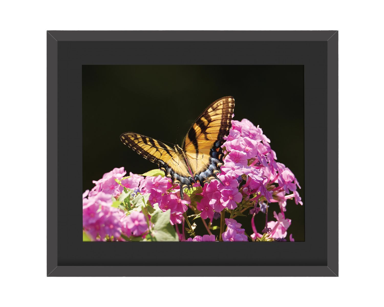 Eastern Tiger Swallowtail  Framed Print